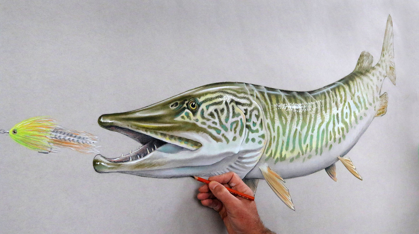A hand draws part of the head of a large tiger musky chasing a fly