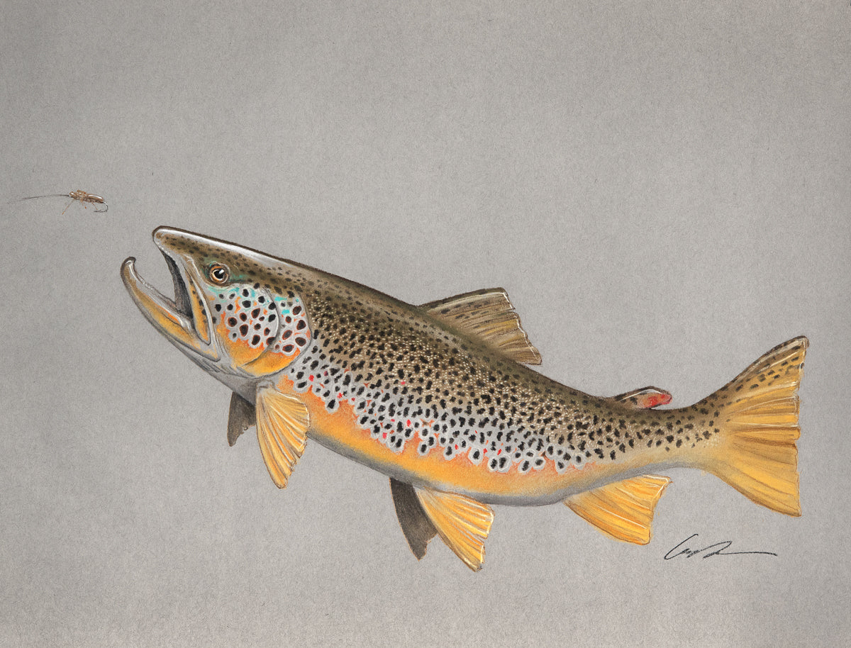 Brown Trout Love Fine Art Original