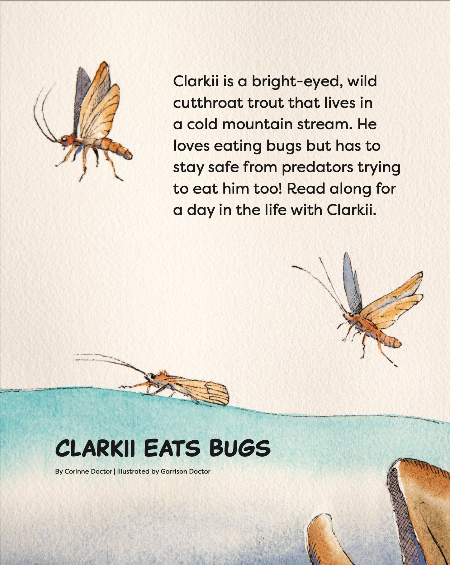 back cover shows bugs above the water with a fish mouth coming from below. It reads clarkii is a bright eyed wild cutthroat trout that lives in a cold mountain stream. he loves eating bugs bug has to stay safe from predators trying to eat him too. Read along for a day in the life with clarkii. title reads clarkii eats bugs by corinne doctor illustrated by garrison doctor.