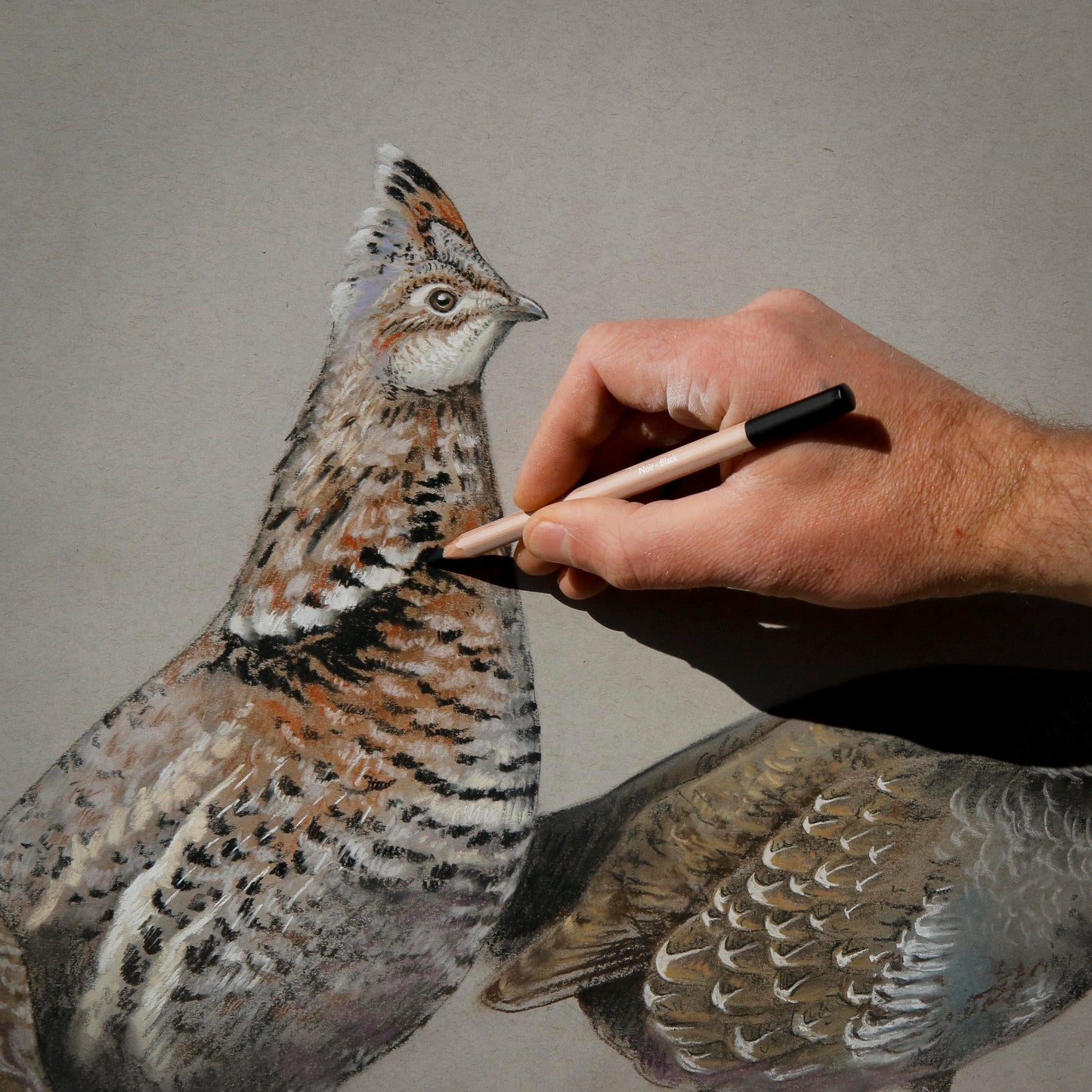 Detail of a pastel drawing of three grouse on gray paper