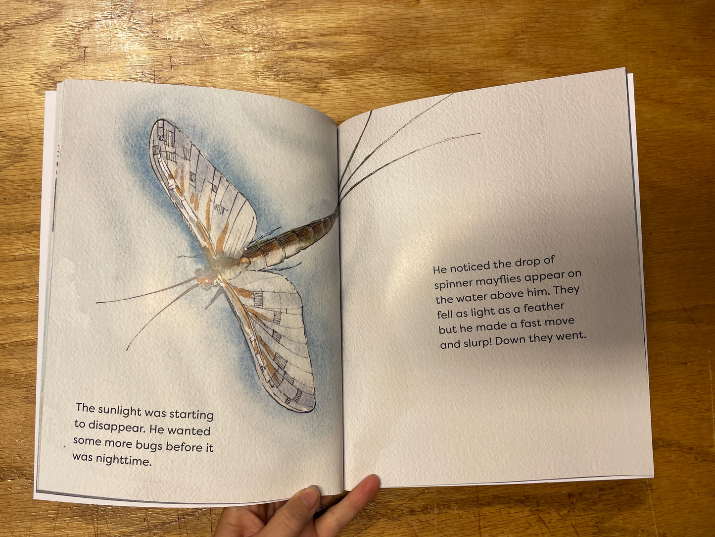 A two page spread of a book with a large mayfly illustrated on the left side. The text reads the sunlight was starting to disappear. He wanted some more bugs before it was nighttime. He noticed the drop of spinner mayflies appear on the water above him. They fell as light as a feather but he made a fast move and slurp! Down they went.