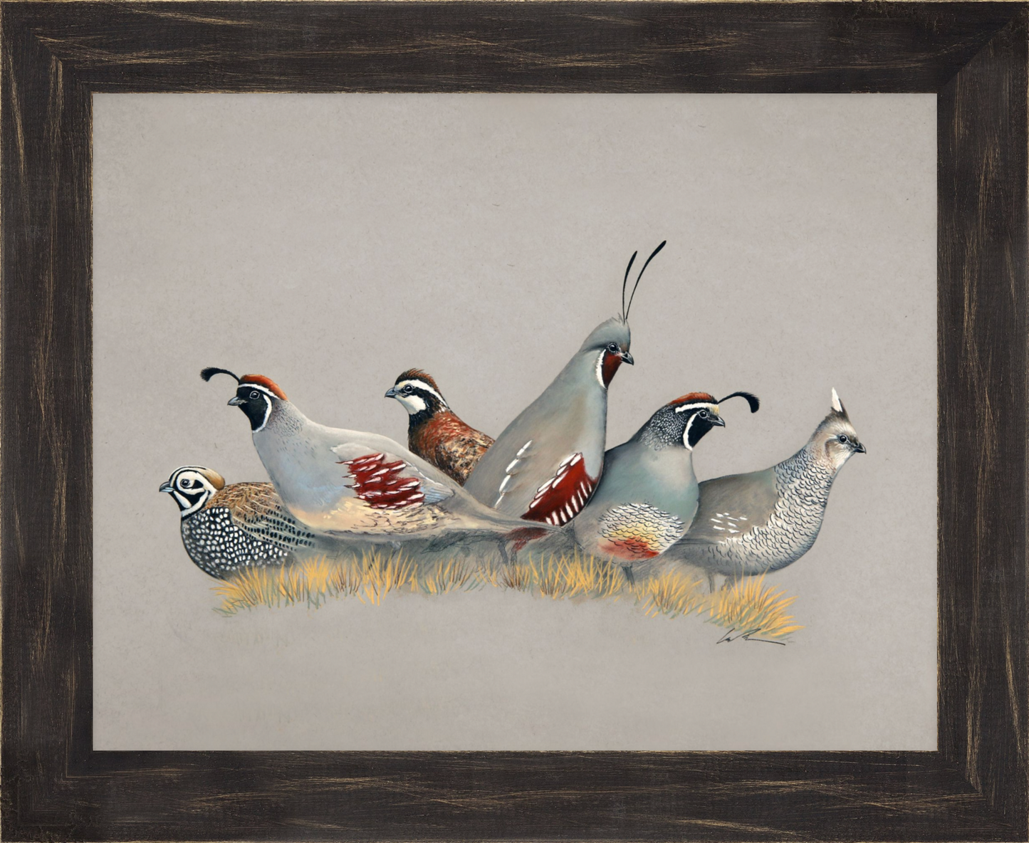 Full color artwork print featuring Montezuma (or Mearn's) Quail, Gambel's Quail, Bob White Quail, Mountain Quail, California Quail and Scaled Quail , framed in a black rustic frame