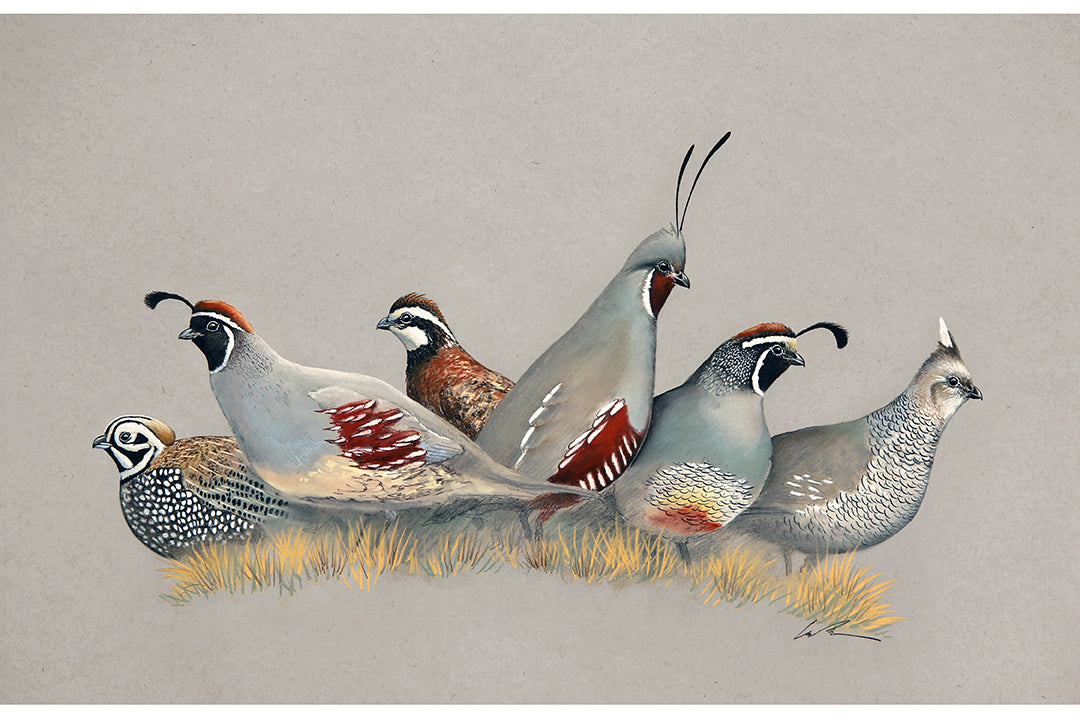 Full color artwork print featuring Montezuma (or Mearn's) Quail, Gambel's Quail, Bob White Quail, Mountain Quail, California Quail and Scaled Quail