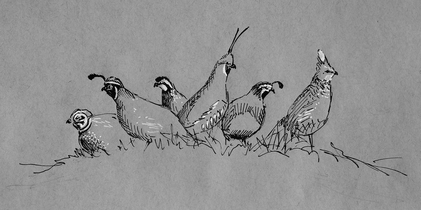 Sketch artwork featuring Montezuma (or Mearn's) Quail, Gambel's Quail, Bob White Quail, Mountain Quail, California Quail and Scaled Quail in black and white