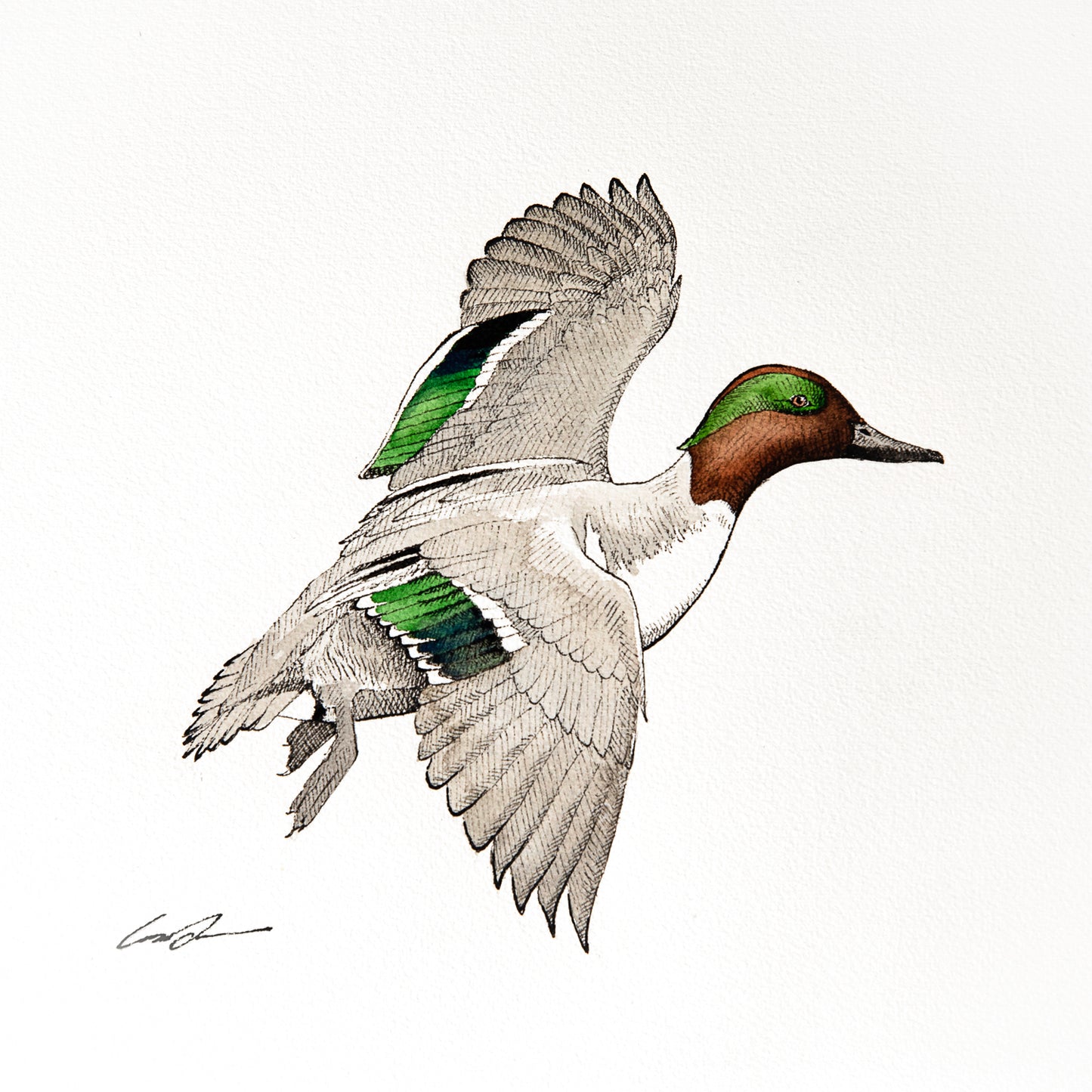 Green Winged Teal Fine Art Original