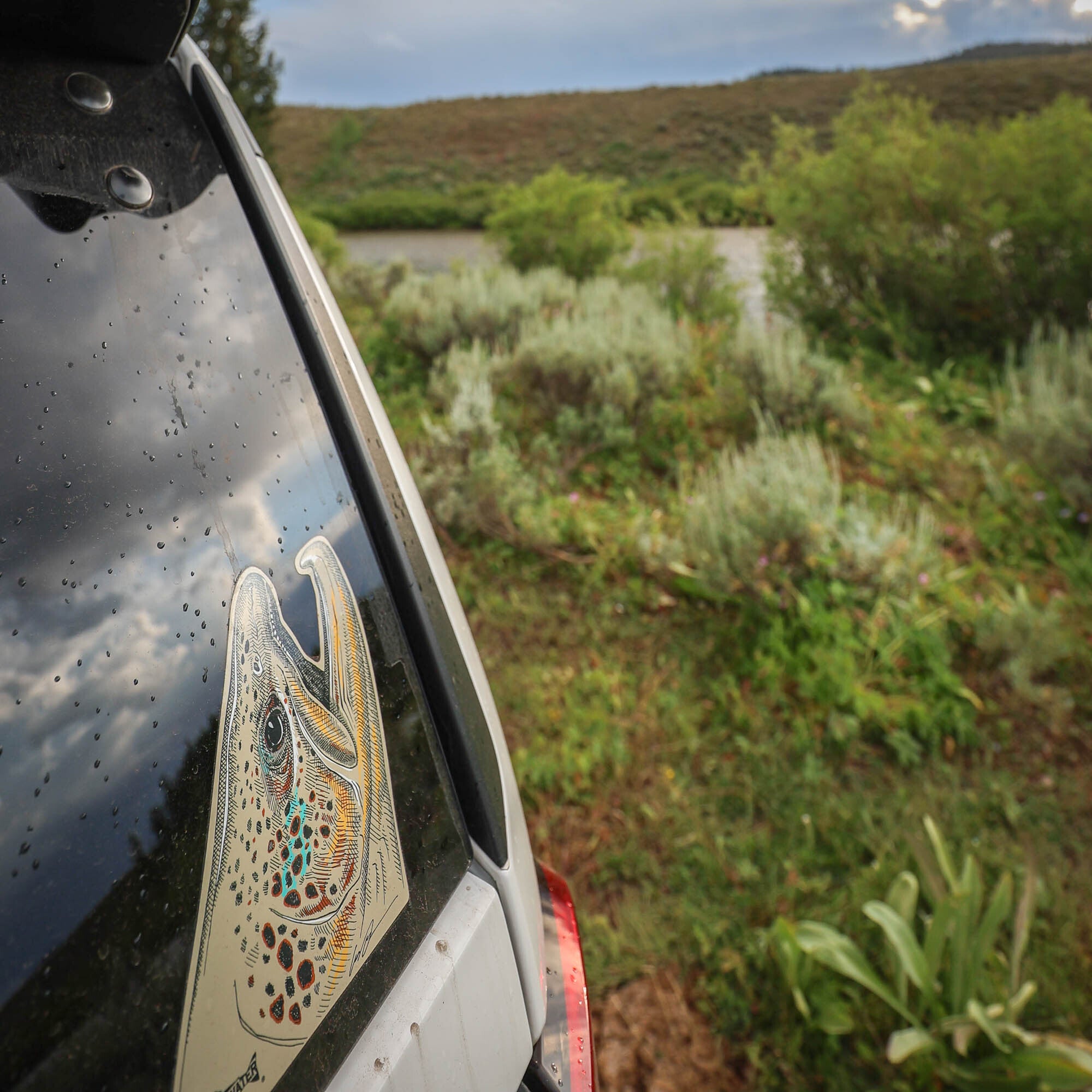 Pen and ink drawing with color pop of a brown trout head on the back window of a car