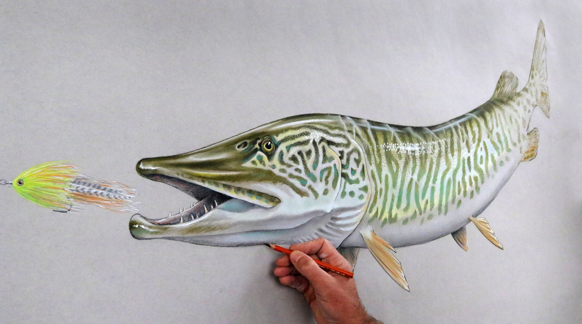 A hand draws part of the head of a large tiger musky chasing a fly