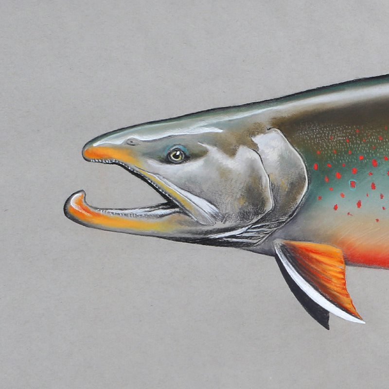 A close up of the head of the arctic char drawing