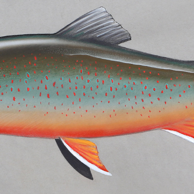 a close up image of The middle section of the arctic char drawing