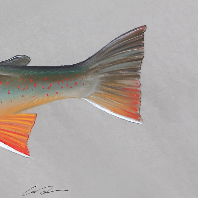 A close up of the tail section of the arctic char drawing