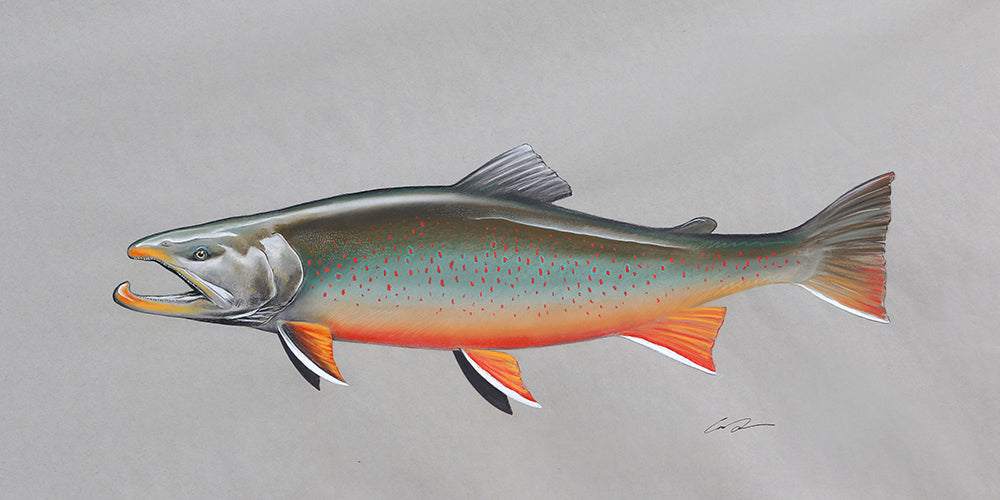 A drawing of the full body of an arctic char