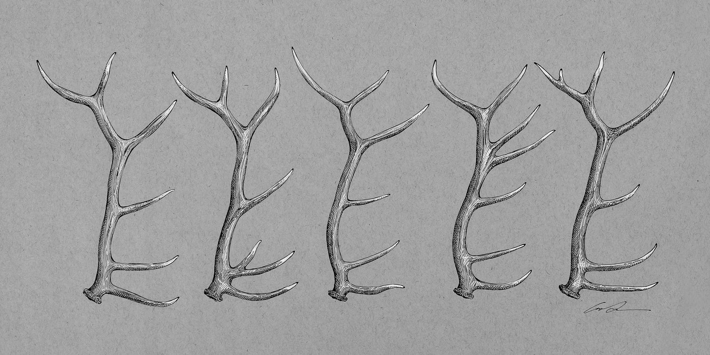 A black and white drawing of of 5 elk antlers on gray paper