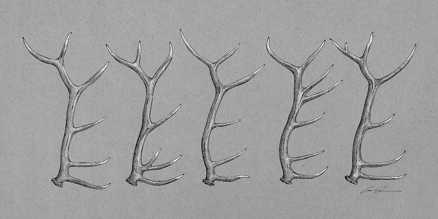 A drawing of 5 elk antlers