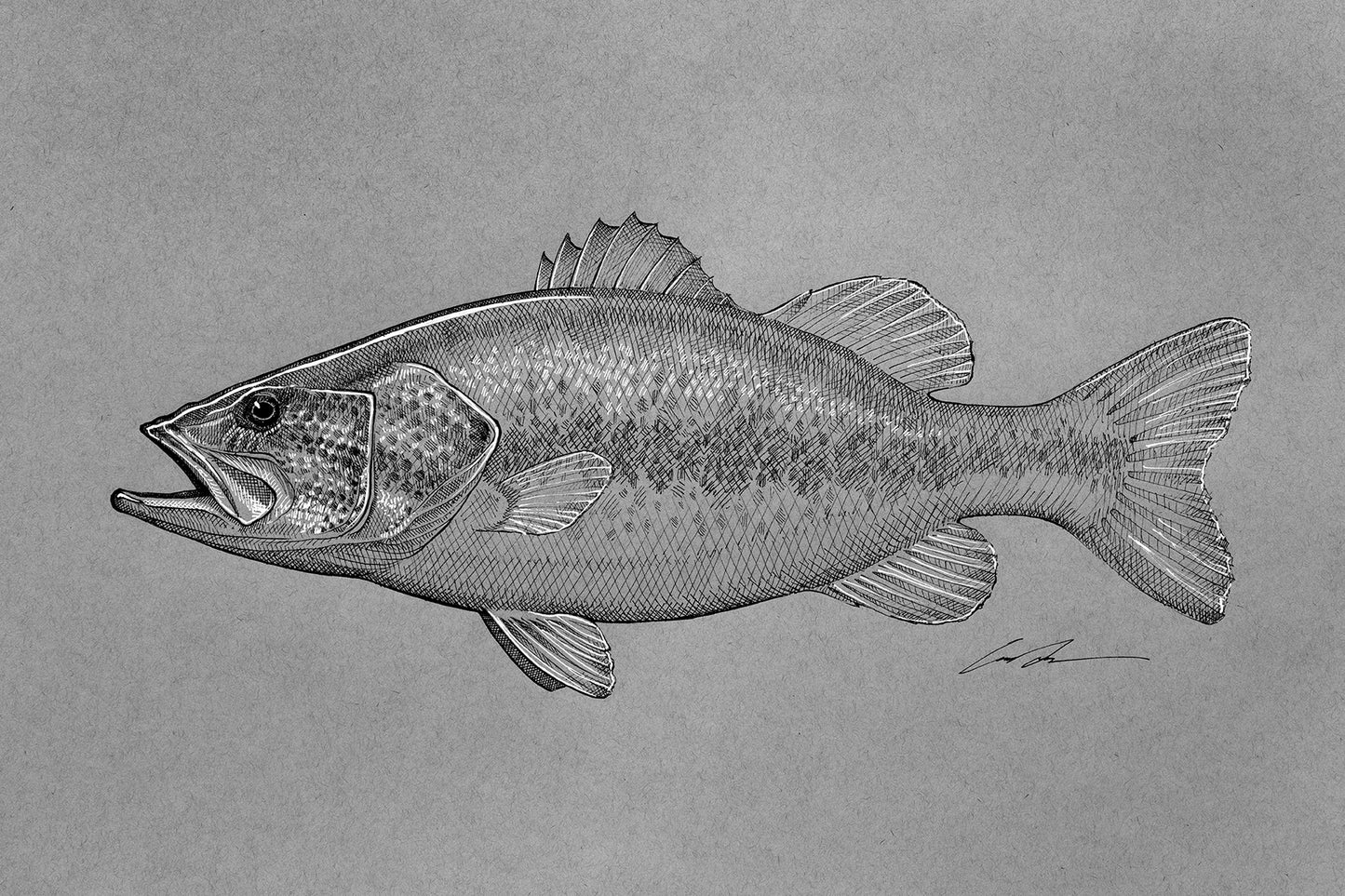 A pen and ink, black and white drawing of a largemouth bass.