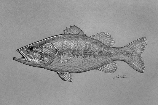 A pen and ink, black and white drawing of a largemouth bass.