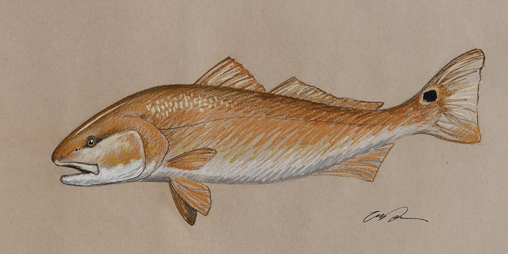 A drawing of a redfish