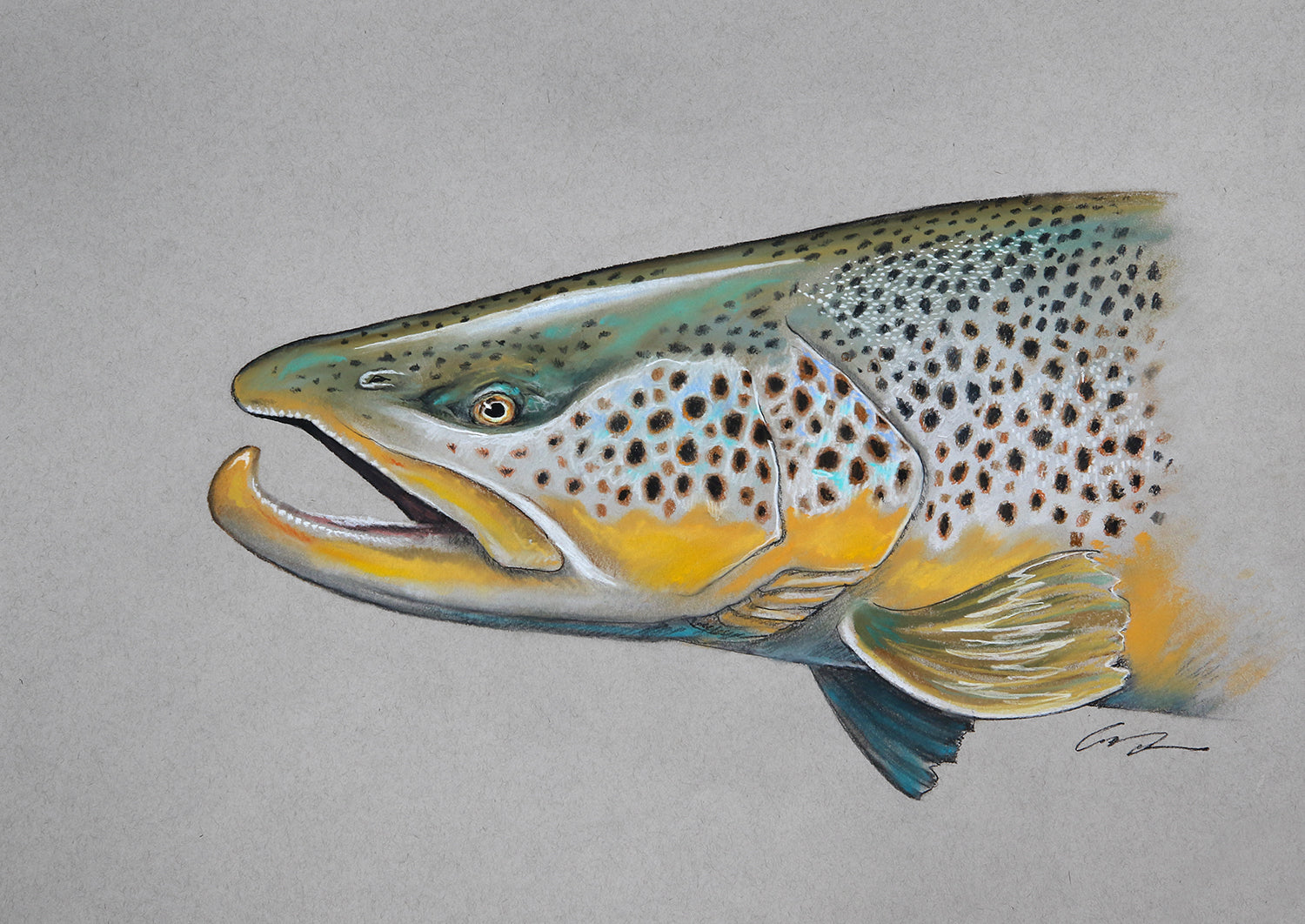 A drawing of a male brown trout's head