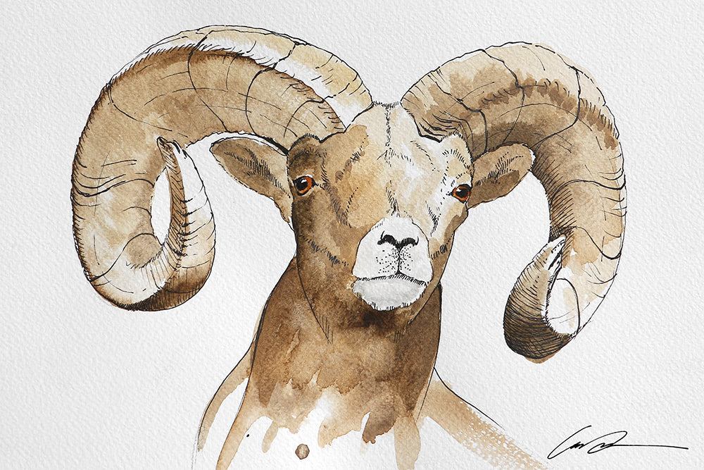 A water color drawing of a bighorn sheep