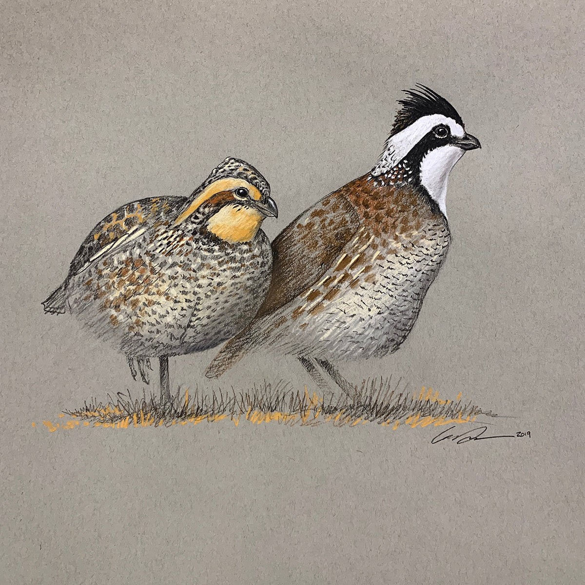 A pastel full color drawing of a male and female bobwhite quail