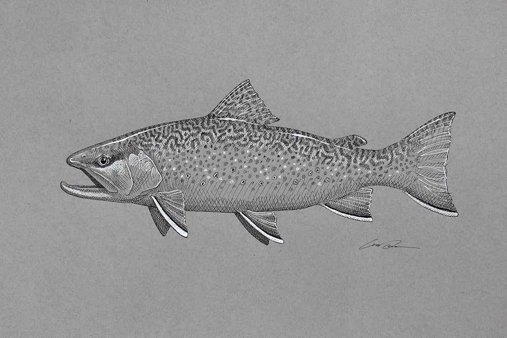A black and white drawing of a brook trout on gray paper