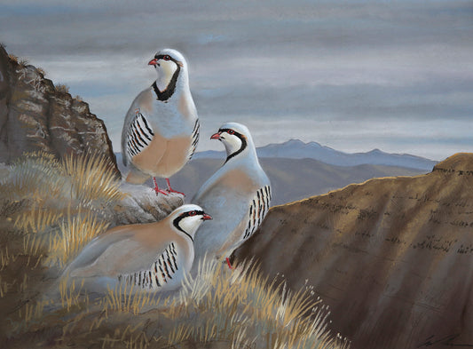 A pastel drawing of three chukar in a above a large canyon