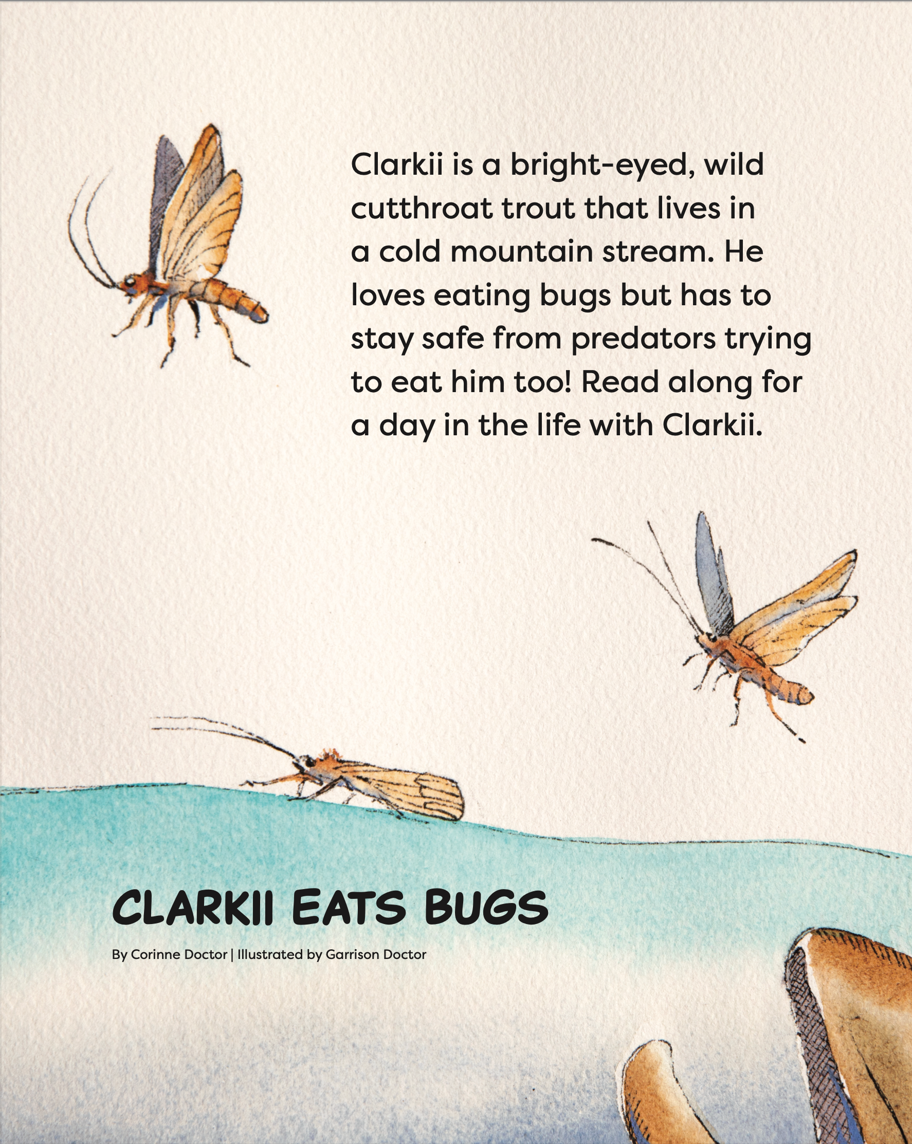 back cover shows bugs above the water with a fish mouth coming from below.  It reads clarkii is a bright eyed wild cutthroat trout that lives in a cold mountain stream. he loves eating bugs bug has to stay safe from predators trying to eat him too. Read along for a day in the life with clarkii. title reads clarkii eats bugs by corinne doctor illustrated by garrison doctor. 