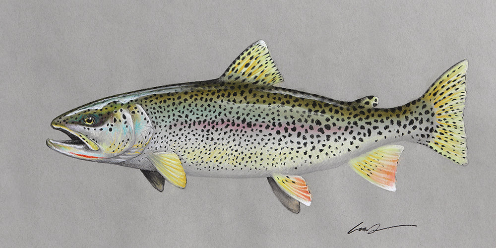 A full color drawing of a coastal cutthroat trout on gray paper