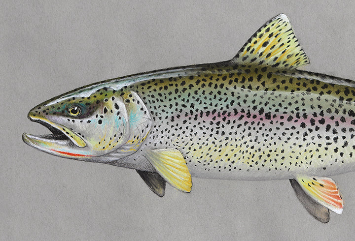 A close up of the head of A full color drawing of a coastal cutthroat trout on gray paper