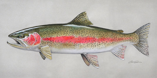 Pastel of rainbow trout on gray paper
