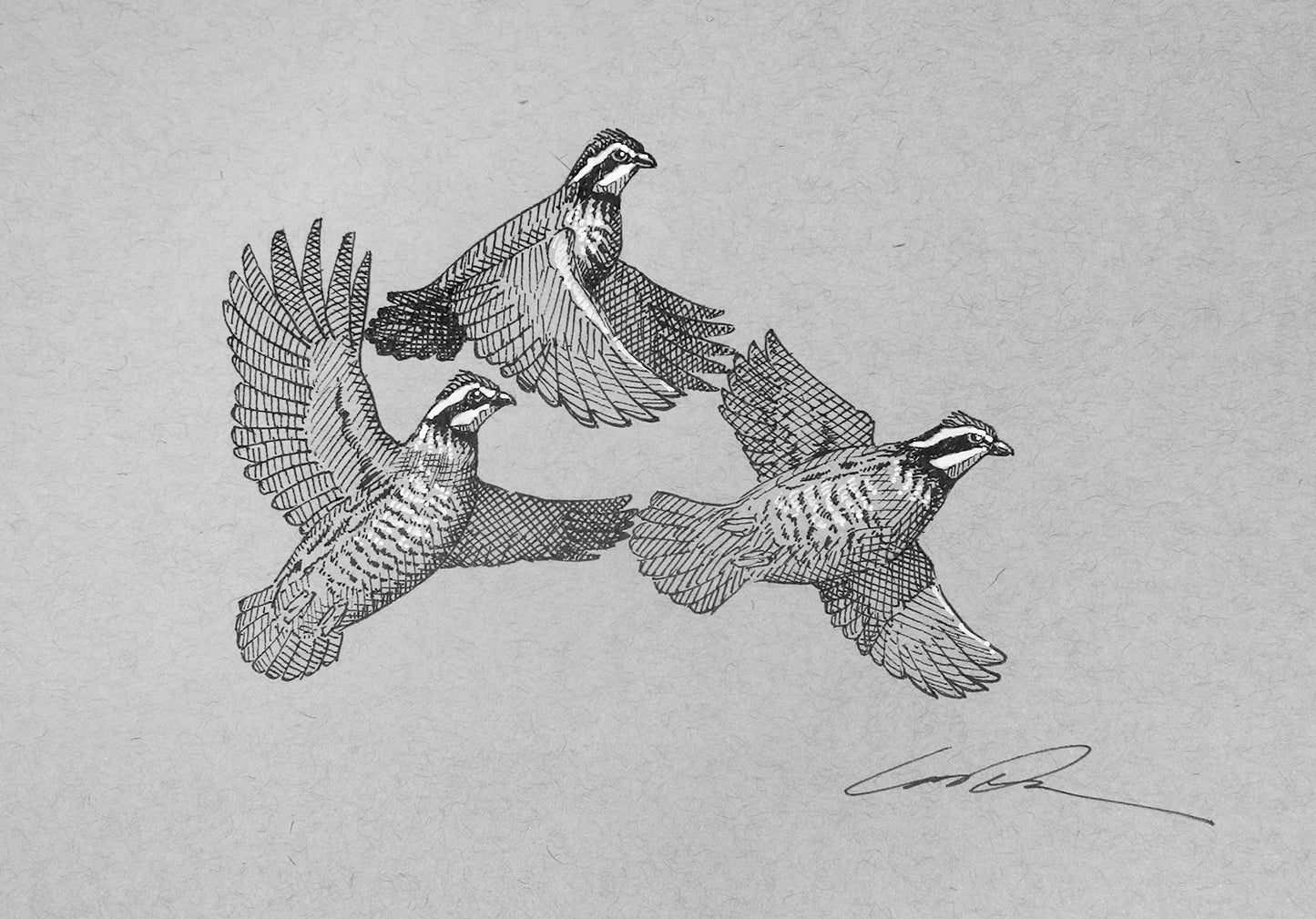 A black and white drawing of three bobwhite quail forming a triangle