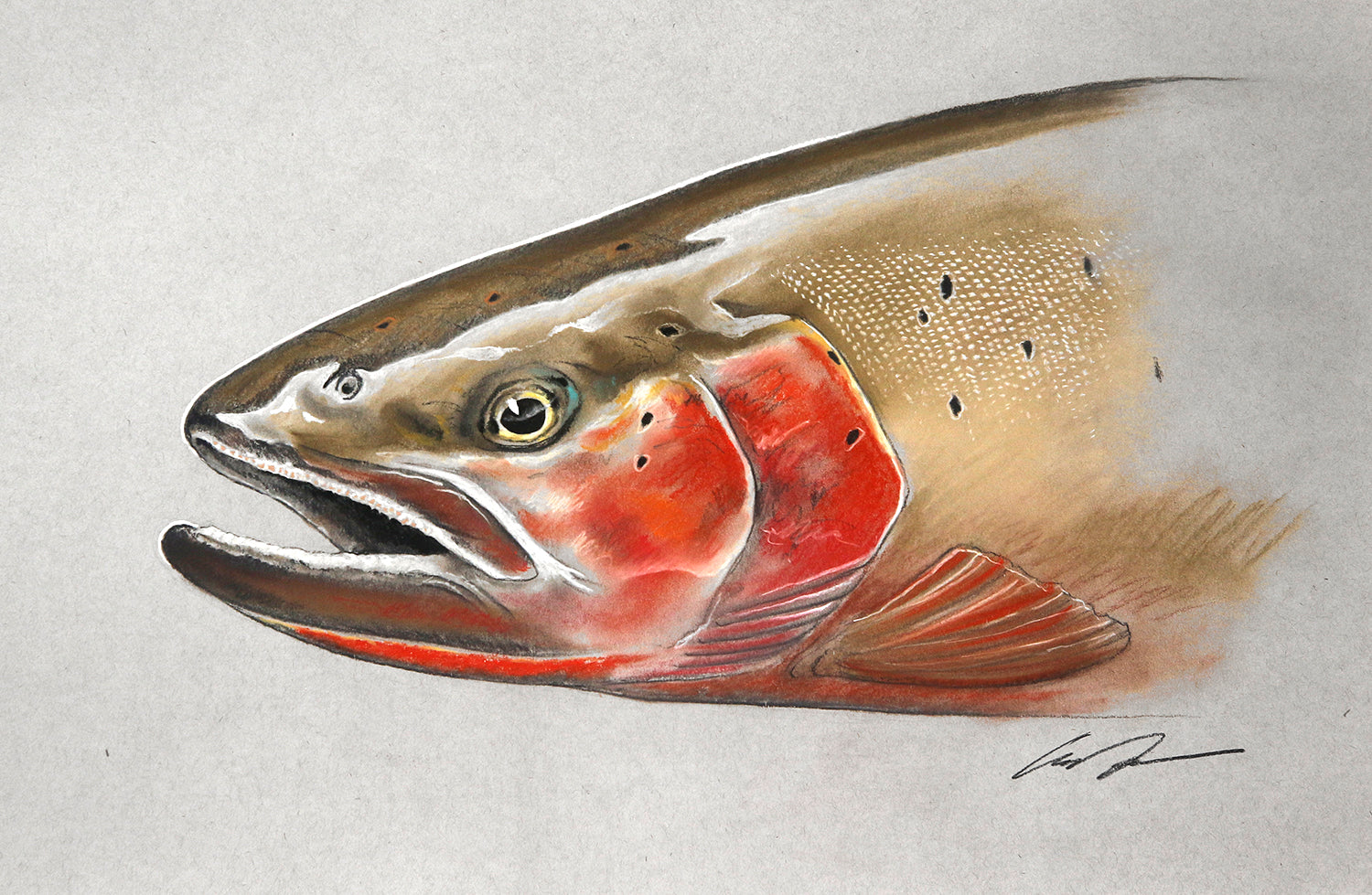 An original drawing of a close up of a cutthroat trout face