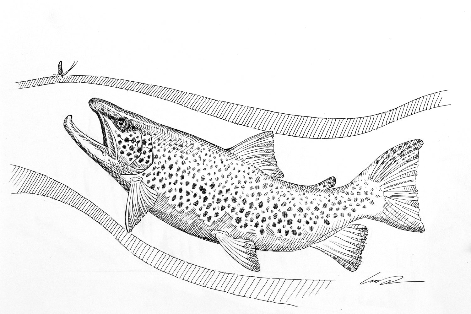 A black and white drawing of a brown trout between two wavy lines and a mayfly on top of the upper one