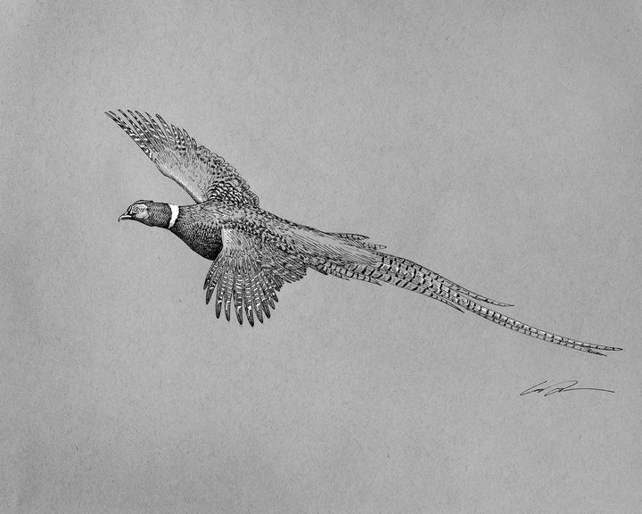 Pen and ink of flying pheasant