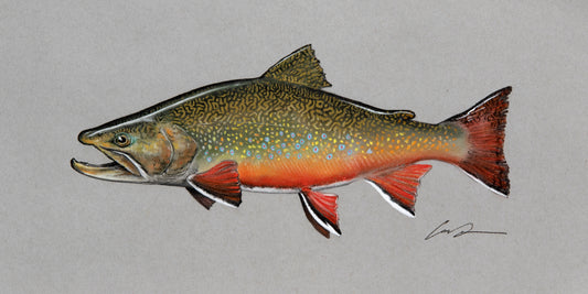A full color pastel drawing of a Brook trout on gray paper