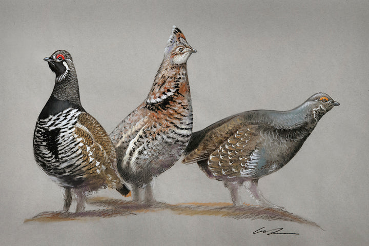 A pastel drawing of three grouse on gray paper