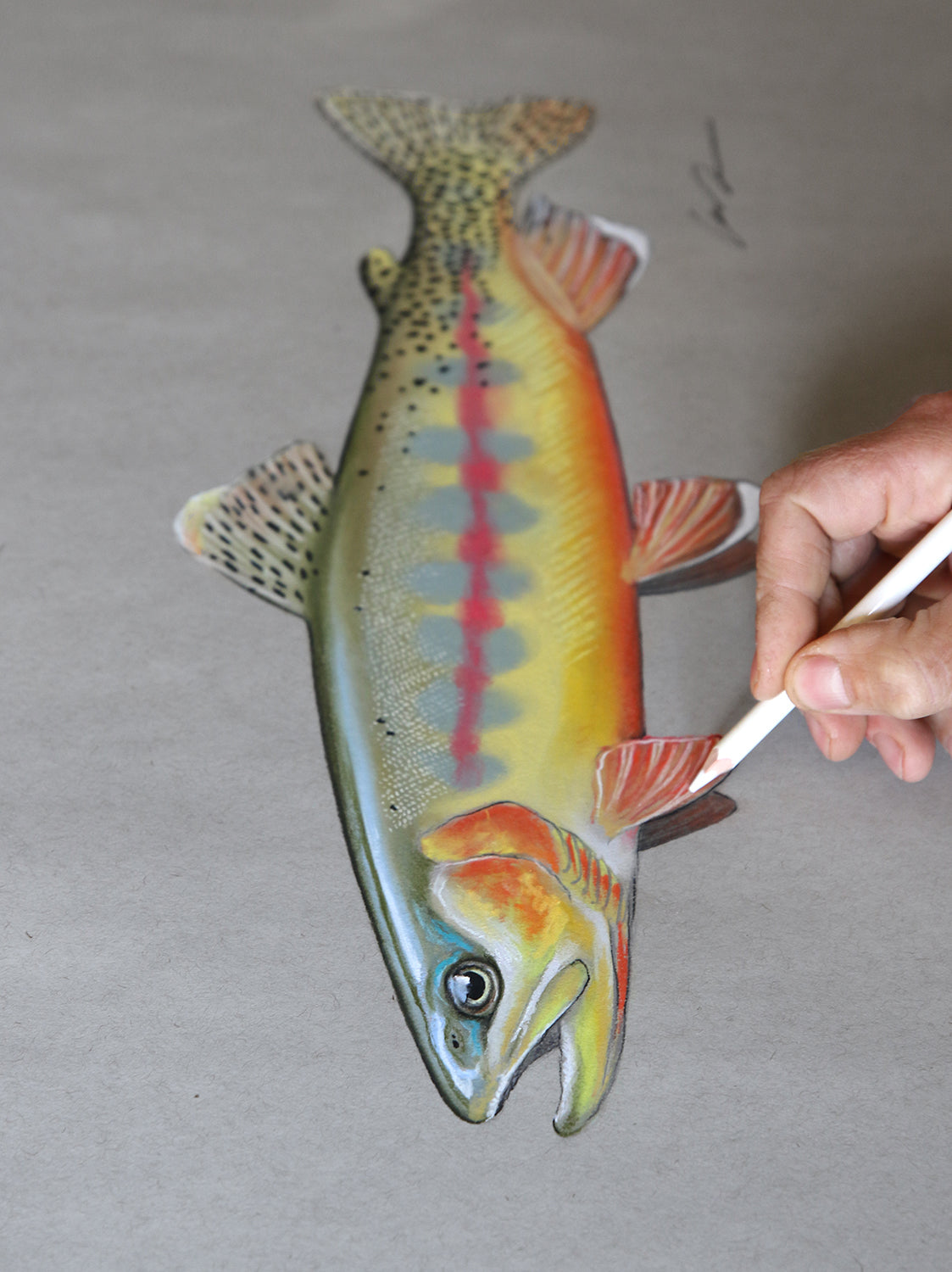 A pastel drawing of a Golden Trout on toned gray paper.