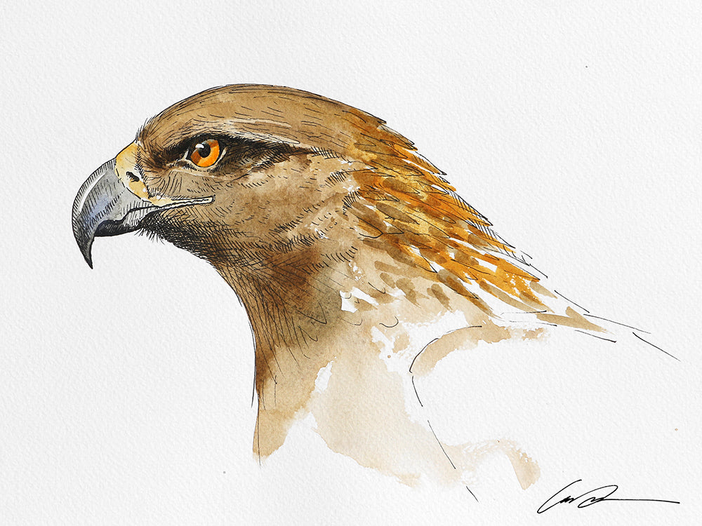 A painting of a Golden Eagle head with watercolor and black pen on white paper.