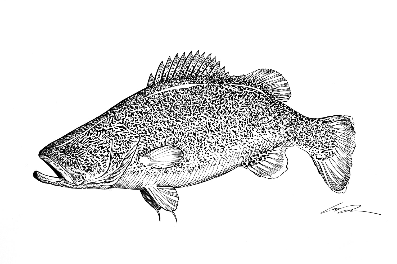 A pen and ink drawing of a Murray Cod fish on white paper.