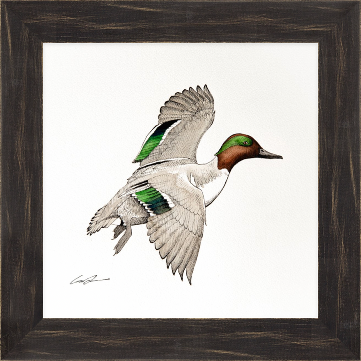 Water color over pen and ink of green-winged teal flying, framed in black rustic frame