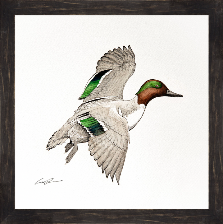 Water color over pen and ink of green-winged teal flying, framed in black rustic frame
