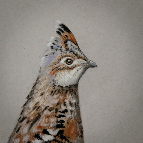 Detail of a pastel drawing of three grouse on gray paper. Detail photo is of a Roughed Grouse head.