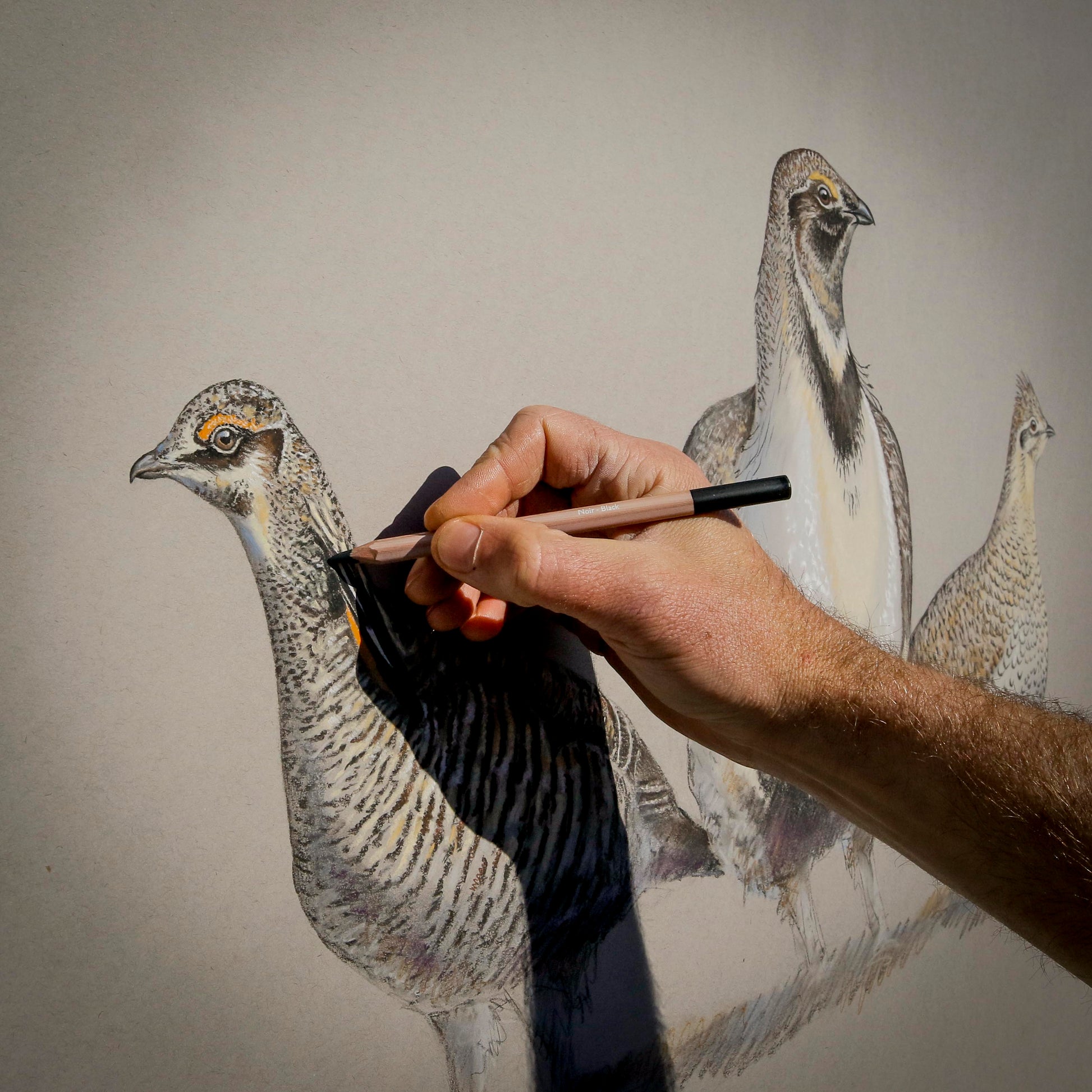 A white man's hand draws part of A full color pastel drawing of three different grouse