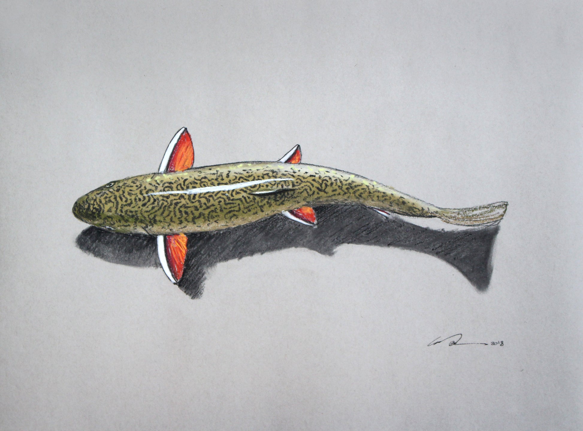 A drawing of a brook trout and its shadow from above