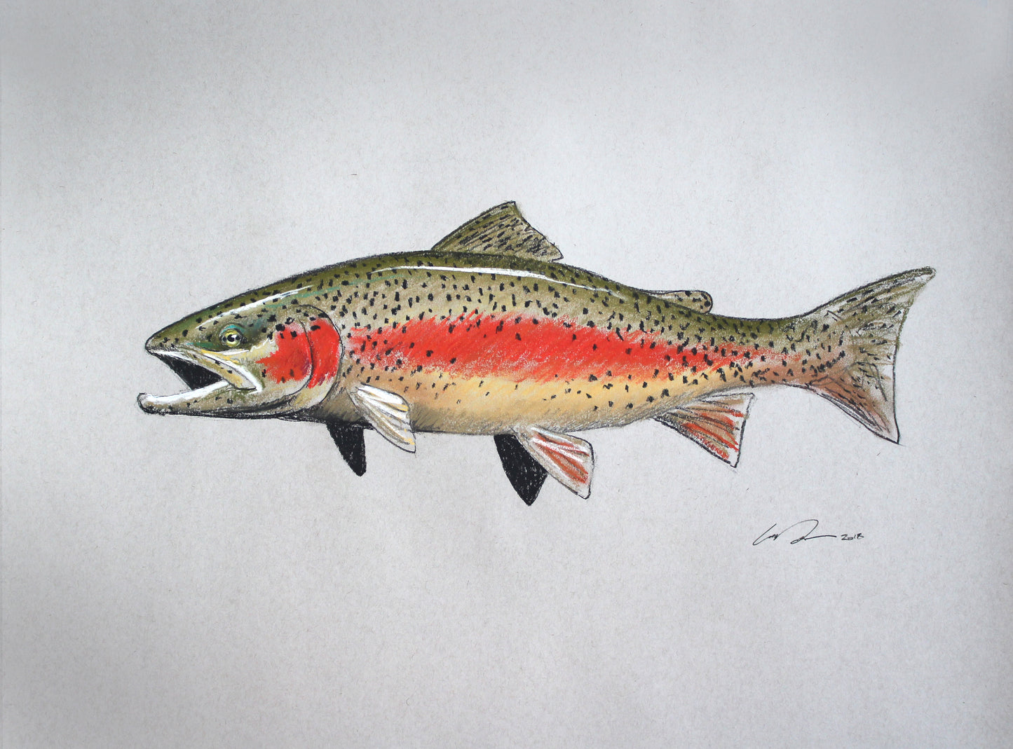 A full color drawing of a rainbow trout