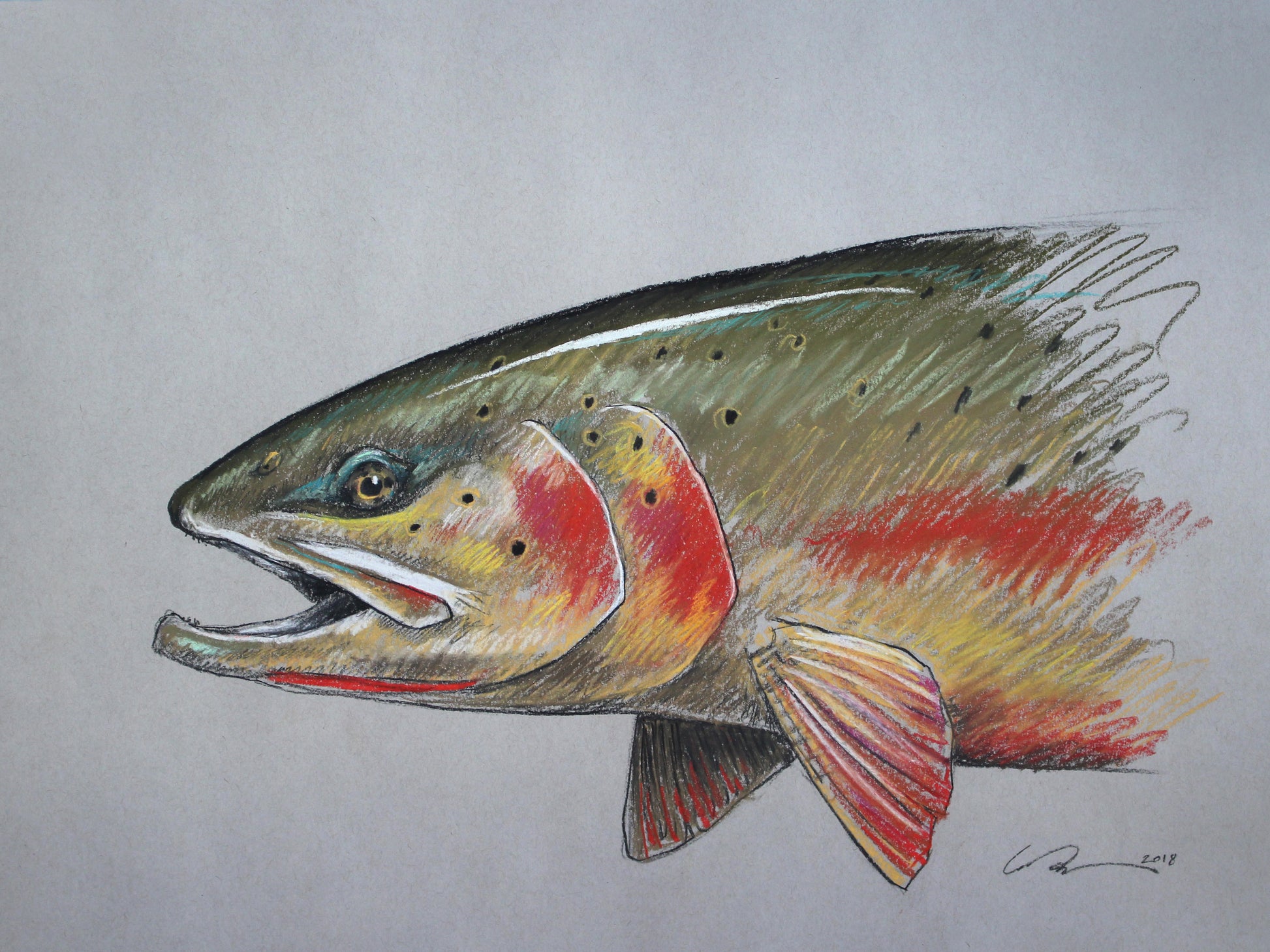 A full color drawing of the front half of a cutthroat trout