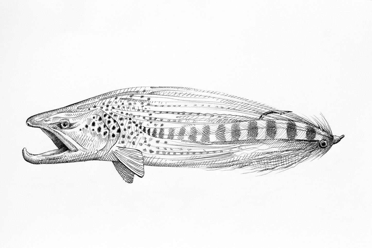 A drawing of a brown trout head on one side and the head of a streamer on the other forming one shape