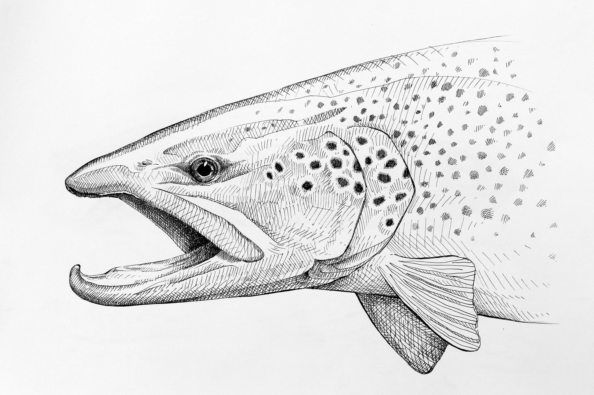 A black and white drawing of a brown trout head