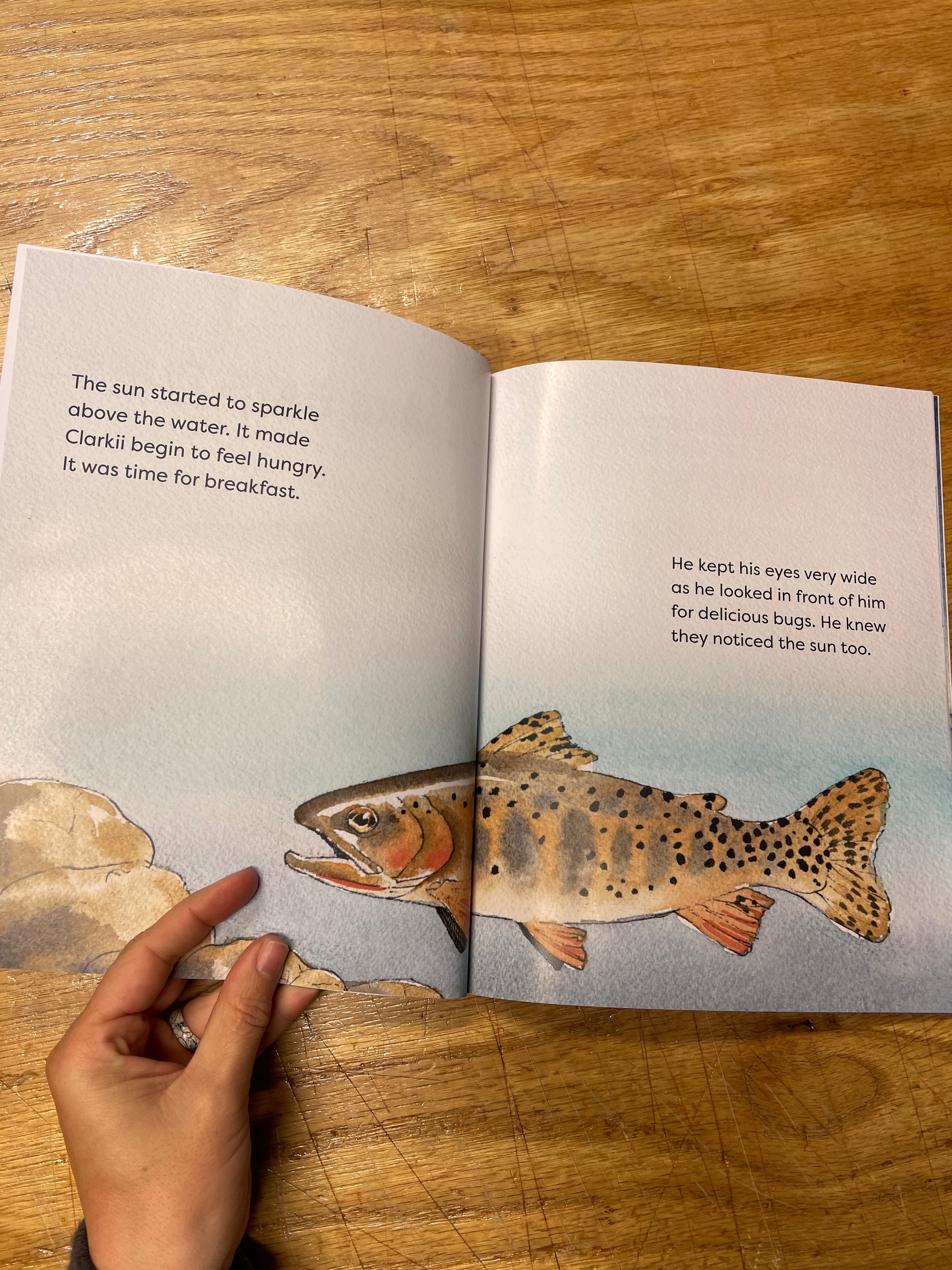 An open spread of a book with a cutthroat fish illustrated the text reads the sun started to sparkle above the water.  It made clarkii beging ot feel hungry. It was time for breakfast.  He kept his eyes very wide as he looked in front of him for delicious bugs.  He knew they noticed the sun too.