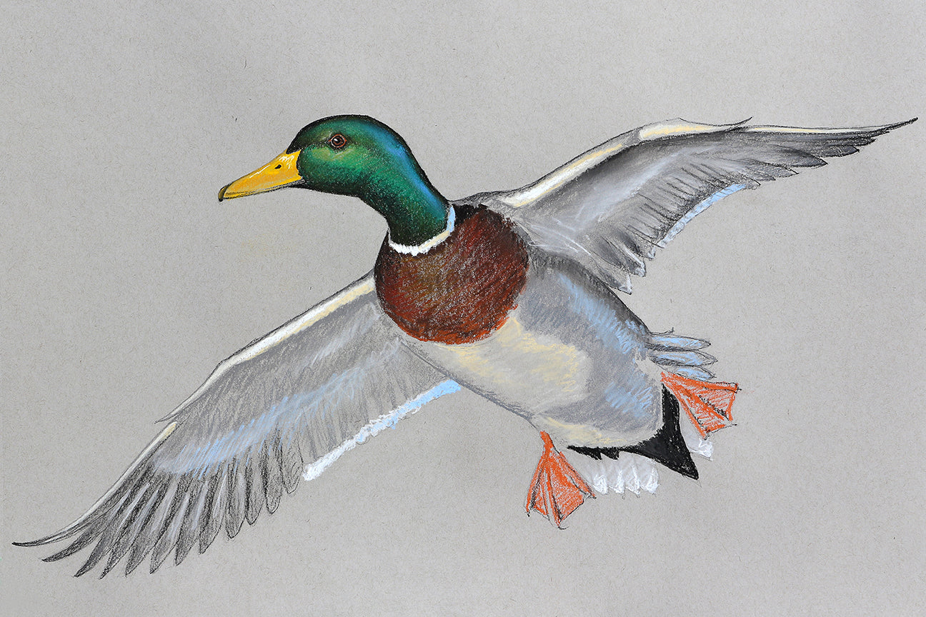 Color pastel of Mallard duck flying