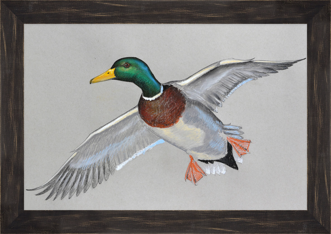 Color pastel of Mallard duck flying, framed in black rustic frame